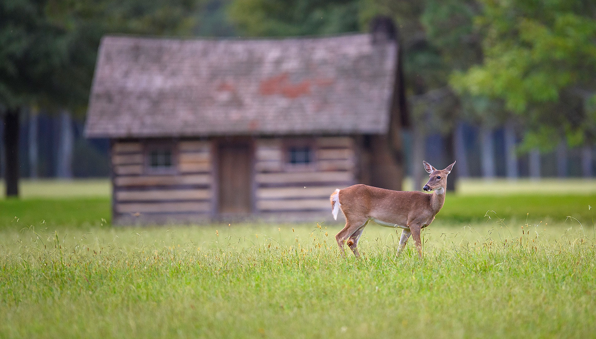 Deer in front of cabin