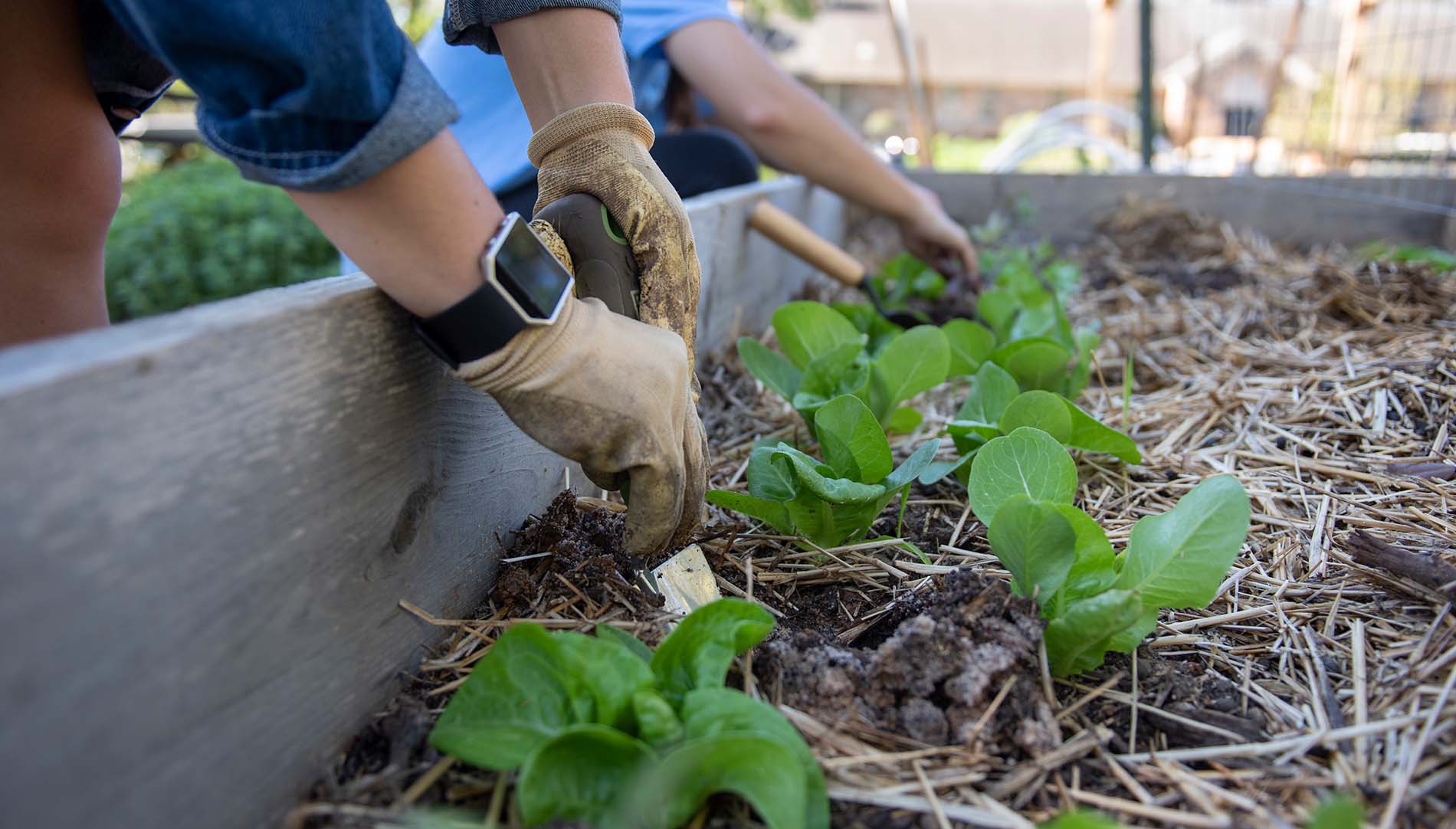 Students Gardening